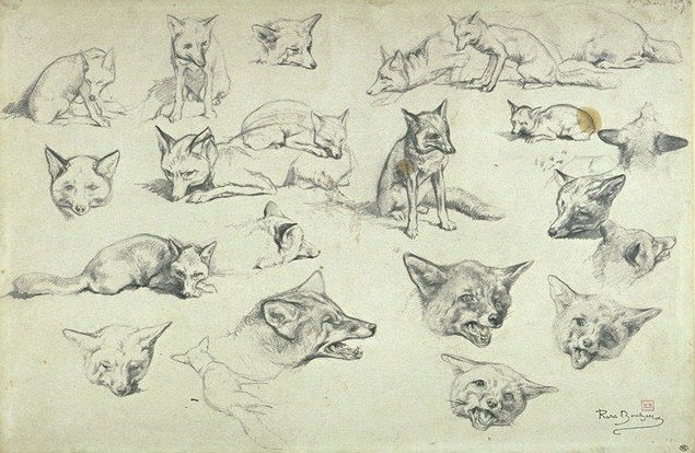 Rosa Bonheur, Etudes de renards, graphite sur papier, Musée d'Orsay